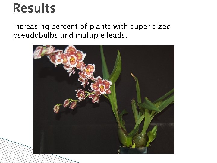 Results Increasing percent of plants with super sized pseudobulbs and multiple leads. 