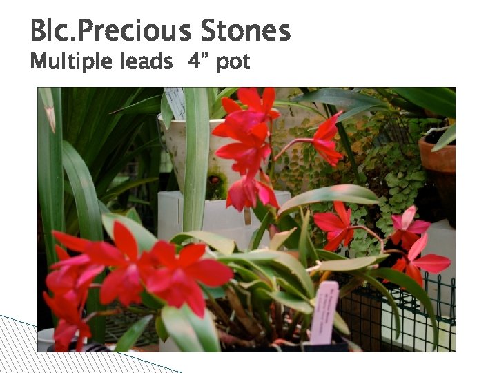 Blc. Precious Stones Multiple leads 4” pot 