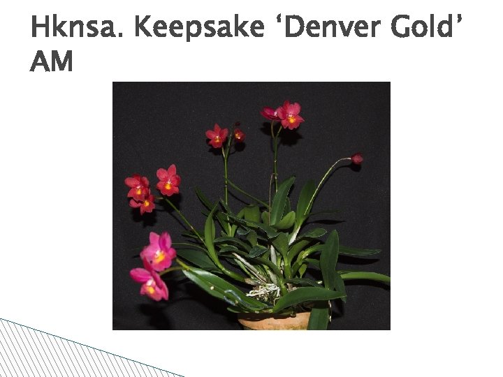 Hknsa. Keepsake ‘Denver Gold’ AM 