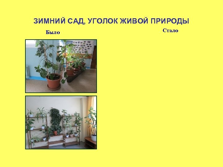 ЗИМНИЙ САД, УГОЛОК ЖИВОЙ ПРИРОДЫ Было Стало 