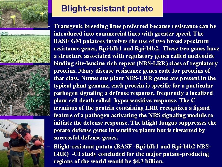 Blight-resistant potato – Transgenic breeding lines preferred because resistance can be introduced into commercial