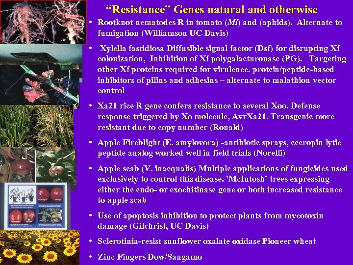“Resistance” Genes natural and otherwise • Rootknot nematodes R in tomato (Mi) and (aphids).