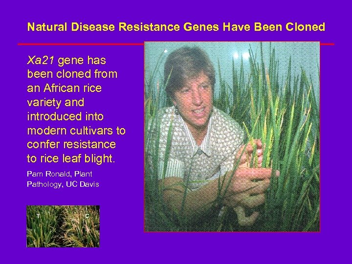 Natural Disease Resistance Genes Have Been Cloned Xa 21 gene has been cloned from