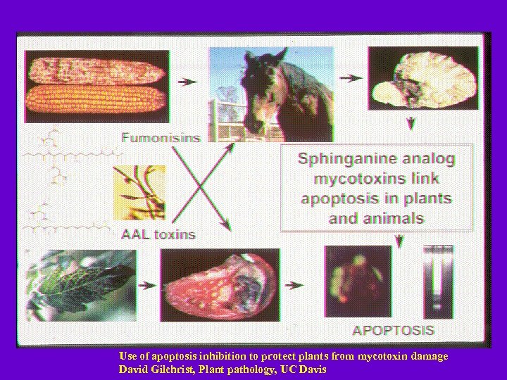 Use of apoptosis inhibition to protect plants from mycotoxin damage David Gilchrist, Plant pathology,