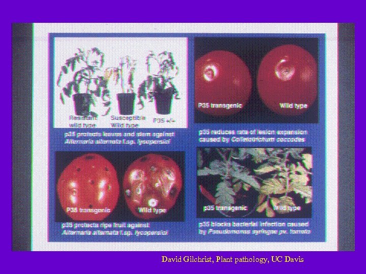 David Gilchrist, Plant pathology, UC Davis 