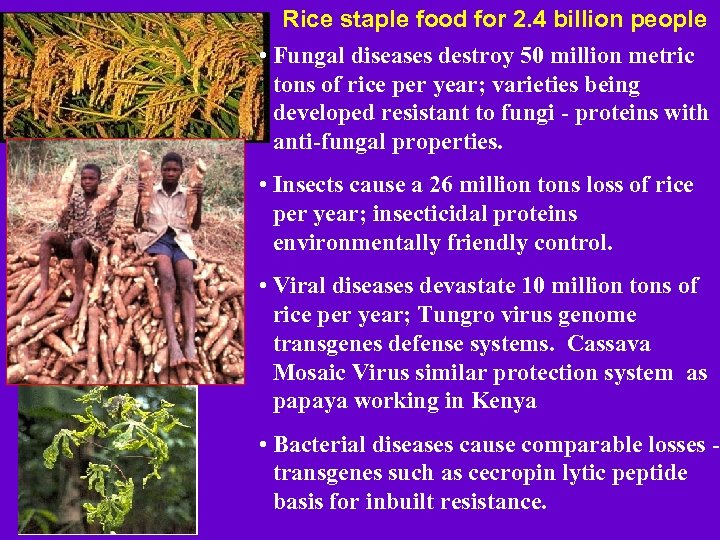 . Rice staple food for 2. 4 billion people • Fungal diseases destroy 50