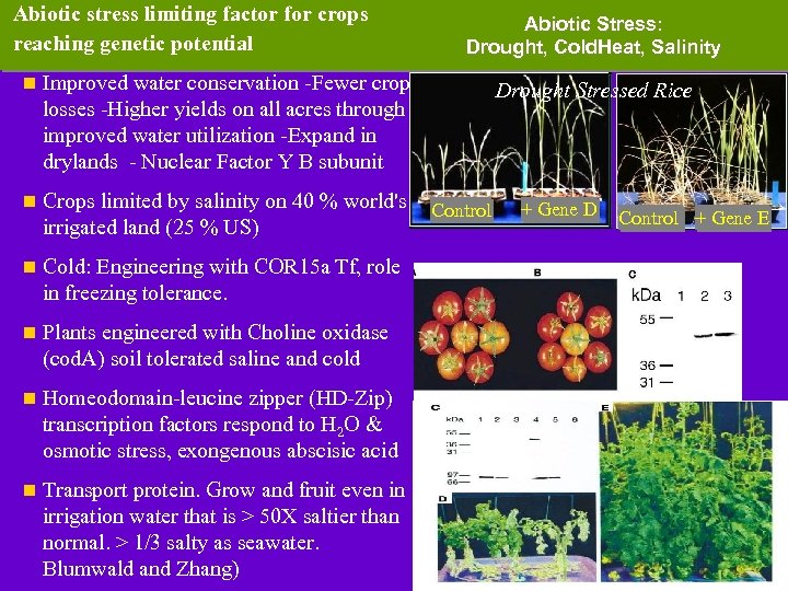 Abiotic stress limiting factor for crops reaching genetic potential n Improved water conservation -Fewer