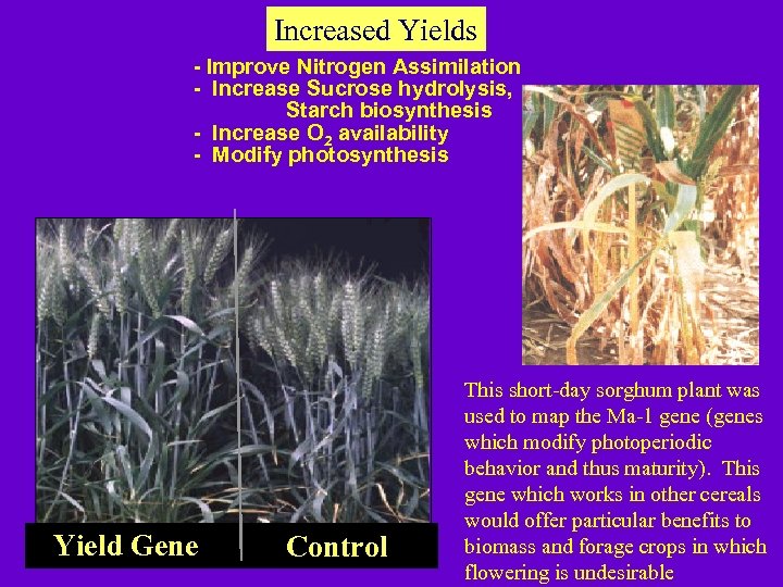 Increased Yields - Improve Nitrogen Assimilation - Increase Sucrose hydrolysis, Starch biosynthesis - Increase