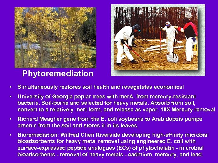 Phytoremediation • Simultaneously restores soil health and revegetates economical • University of Georgia poplar