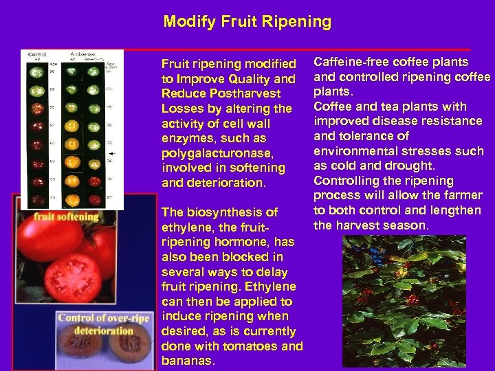 Modify Fruit Ripening Fruit ripening modified to Improve Quality and Reduce Postharvest Losses by