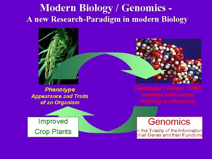 Modern Biology / Genomics - A new Research-Paradigm in modern Biology Phenotype Appearance and
