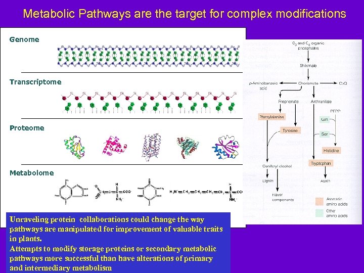 Metabolic Pathways are the target for complex modifications Genome Transcriptome Proteome Metabolome Unraveling protein
