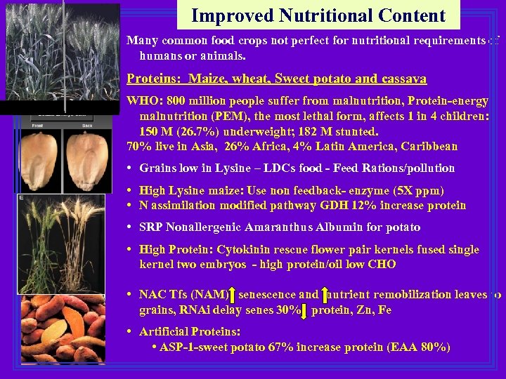 Improved Nutritional Content Many common food crops not perfect for nutritional requirements of humans