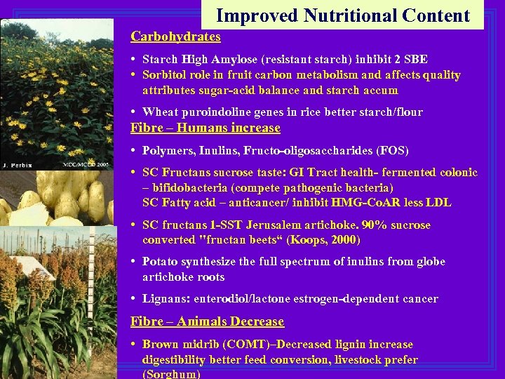 Improved Nutritional Content Carbohydrates • Starch High Amylose (resistant starch) inhibit 2 SBE •