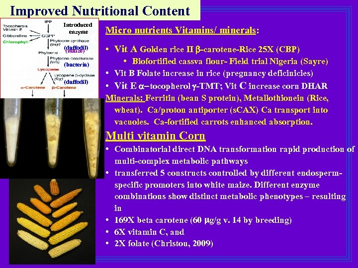 Improved Nutritional Content Introduced enzyme Micro nutrients Vitamins/ minerals: (daffodil) (maize) • Vit A