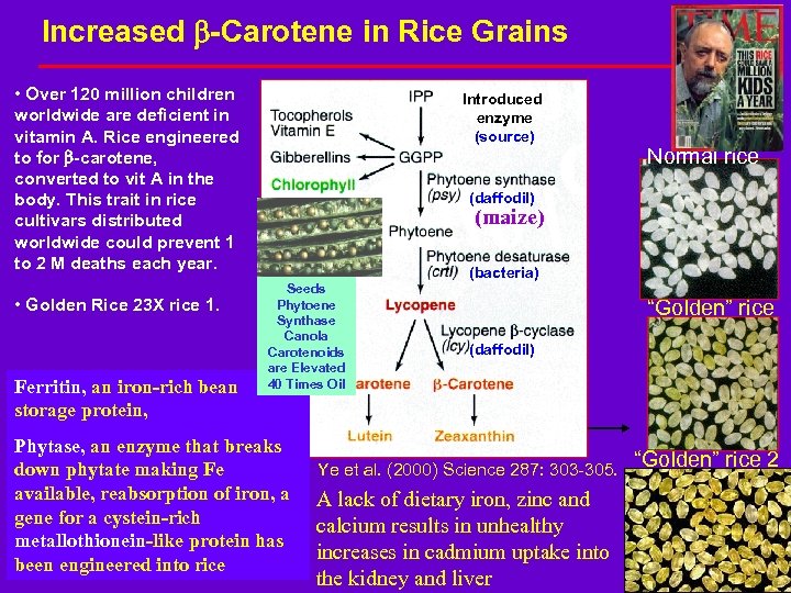 Increased b-Carotene in Rice Grains • Over 120 million children worldwide are deficient in