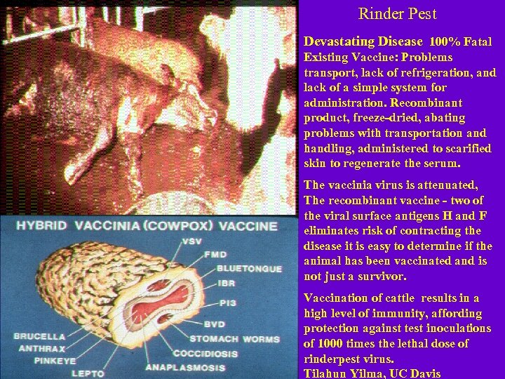 Rinder Pest Devastating Disease 100% Fatal Existing Vaccine: Problems transport, lack of refrigeration, and