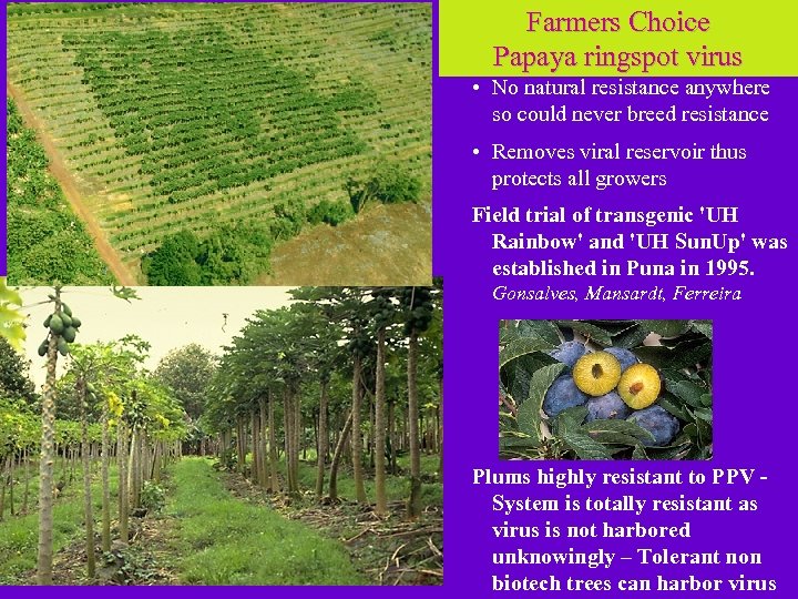 Farmers Choice Papaya ringspot virus • No natural resistance anywhere so could never breed