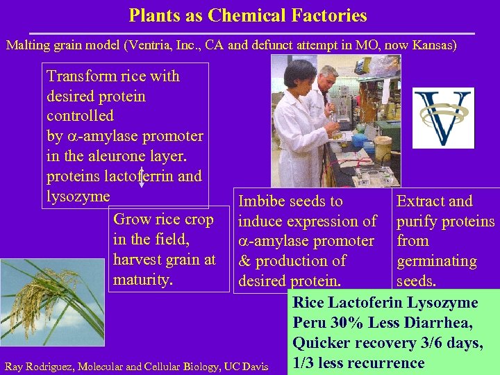 Plants as Chemical Factories Malting grain model (Ventria, Inc. , CA and defunct attempt