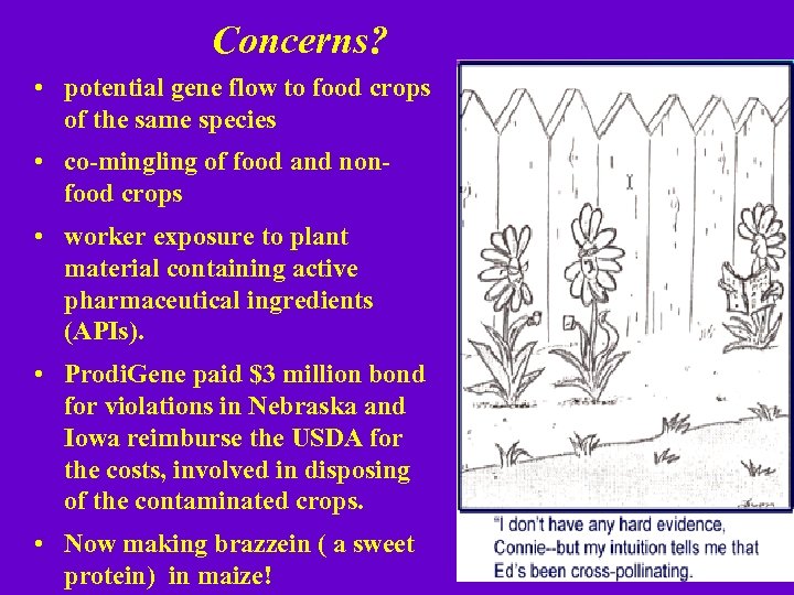 Concerns? • potential gene flow to food crops of the same species • co-mingling