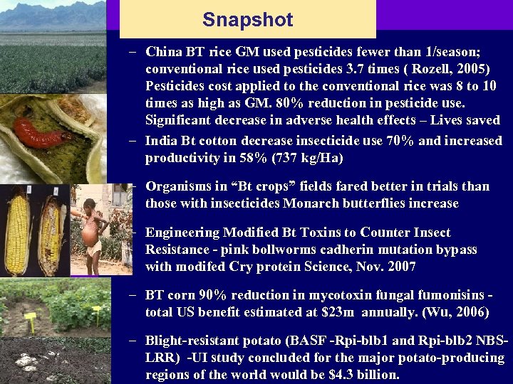 Snapshot – China BT rice GM used pesticides fewer than 1/season; conventional rice used