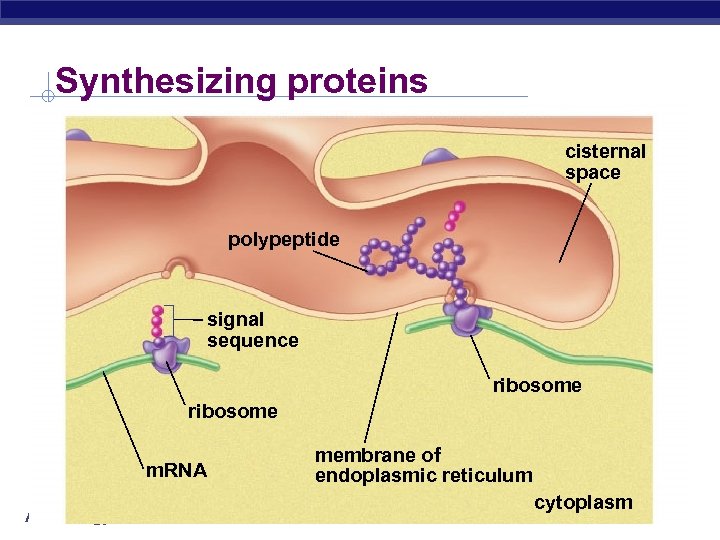 Synthesizing proteins cisternal space polypeptide signal sequence ribosome m. RNA AP Biology membrane of