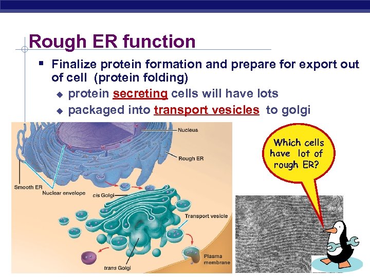 Rough ER function § Finalize protein formation and prepare for export out of cell