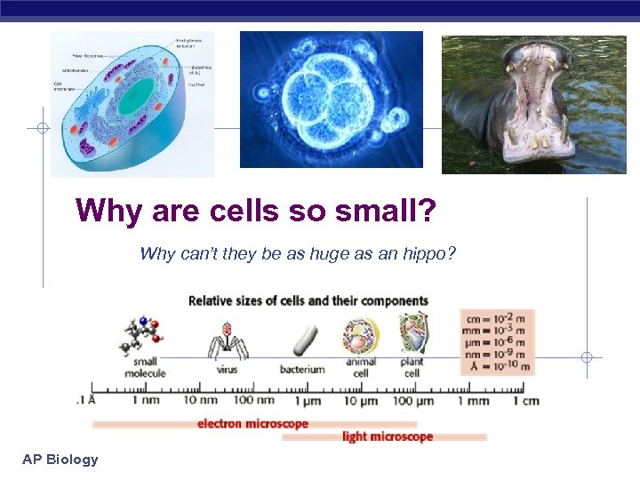 Why are cells so small? Why can’t they be as huge as an hippo?