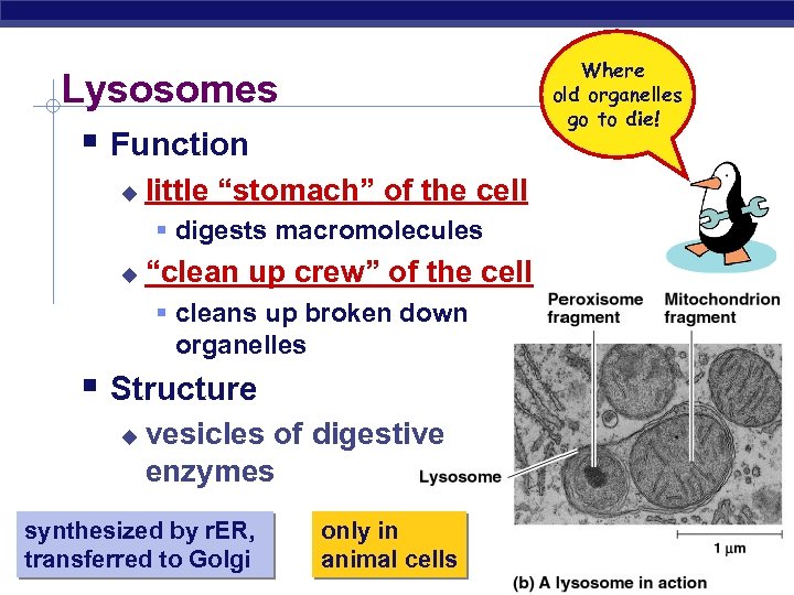 Where old organelles go to die! Lysosomes § Function u little “stomach” of the