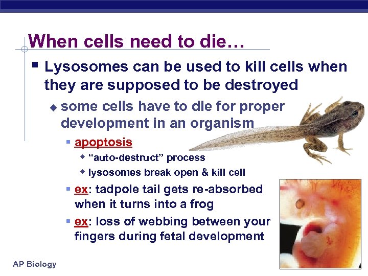 When cells need to die… § Lysosomes can be used to kill cells when
