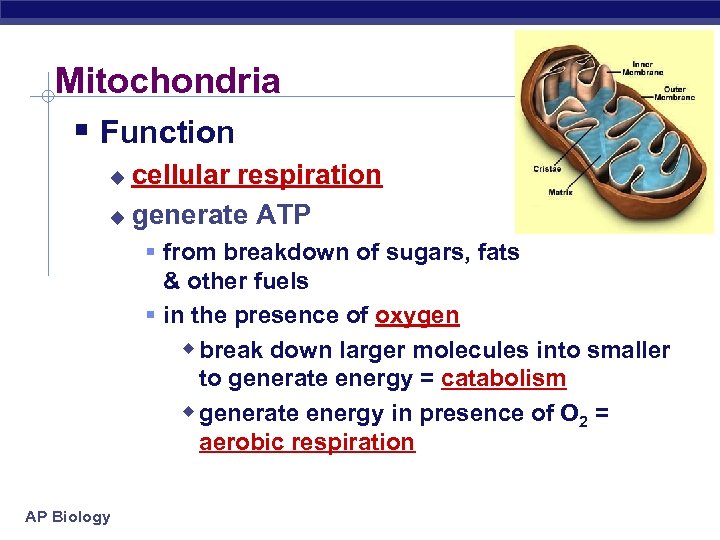 Mitochondria § Function cellular respiration u generate ATP u § from breakdown of sugars,