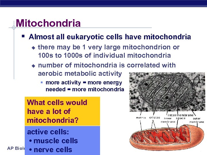 Mitochondria § Almost all eukaryotic cells have mitochondria u u there may be 1