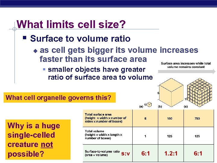 cell-size