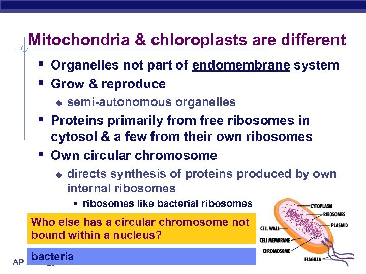 Mitochondria & chloroplasts are different § Organelles not part of endomembrane system § Grow
