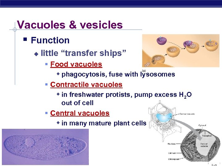 Vacuoles & vesicles § Function u little “transfer ships” § Food vacuoles w phagocytosis,