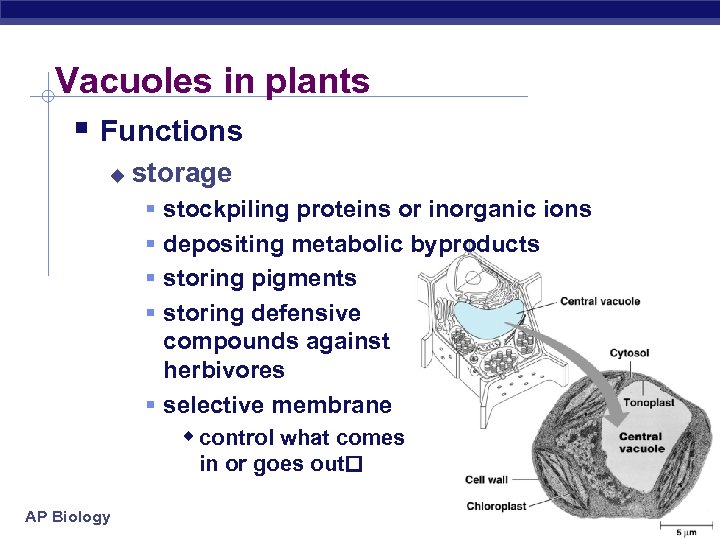 Vacuoles in plants § Functions u storage stockpiling proteins or inorganic ions depositing metabolic