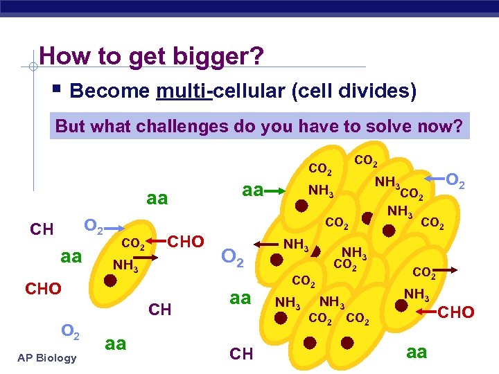 How to get bigger? § Become multi-cellular (cell divides) But what challenges do you