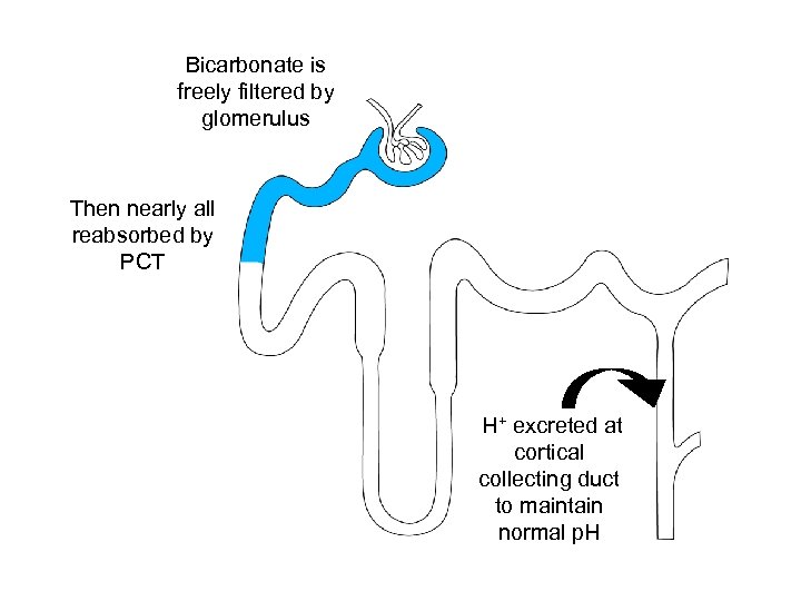Bicarbonate is freely filtered by glomerulus Then nearly all reabsorbed by PCT H+ excreted