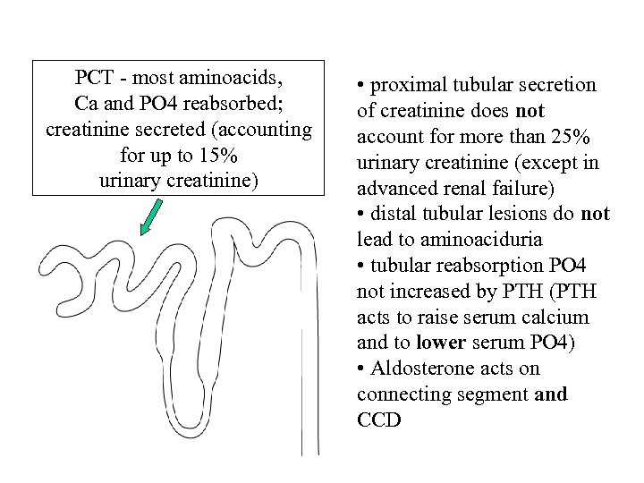 PCT - most aminoacids, Ca and PO 4 reabsorbed; creatinine secreted (accounting for up