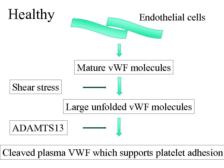 Healthy Endothelial cells Mature v. WF molecules Shear stress Large unfolded v. WF molecules