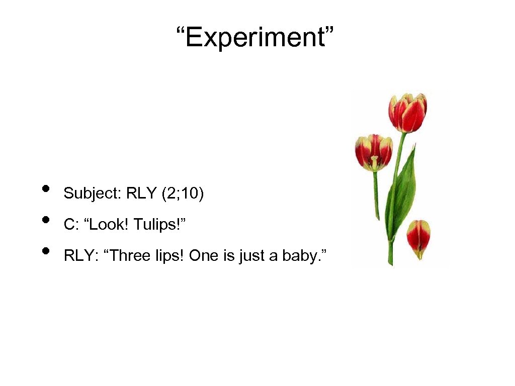 “Experiment” • • • Subject: RLY (2; 10) C: “Look! Tulips!” RLY: “Three lips!