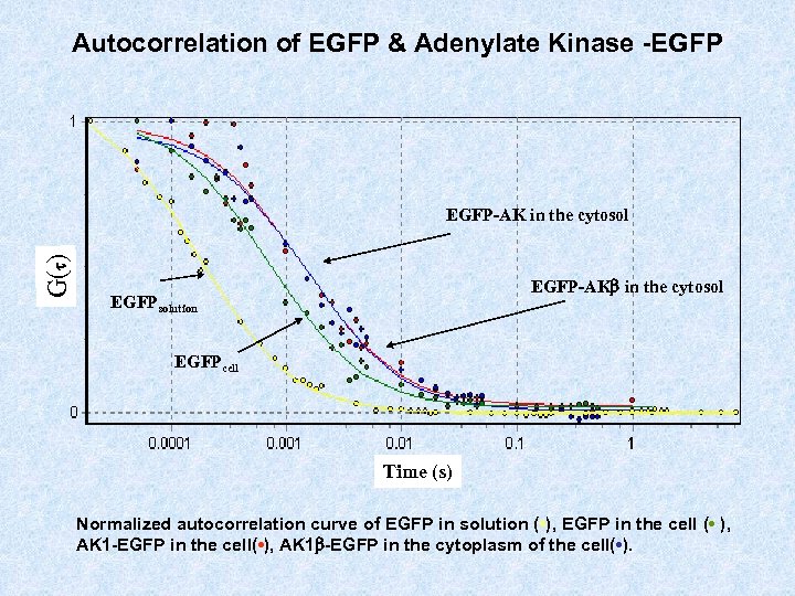 Autocorrelation of EGFP & Adenylate Kinase -EGFP G(t) EGFP-AK in the cytosol EGFP-AKb in