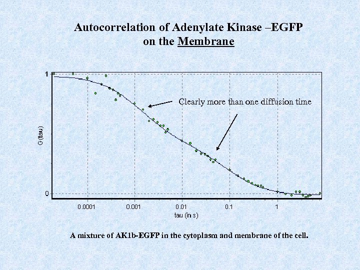 Autocorrelation of Adenylate Kinase –EGFP on the Membrane Clearly more than one diffusion time