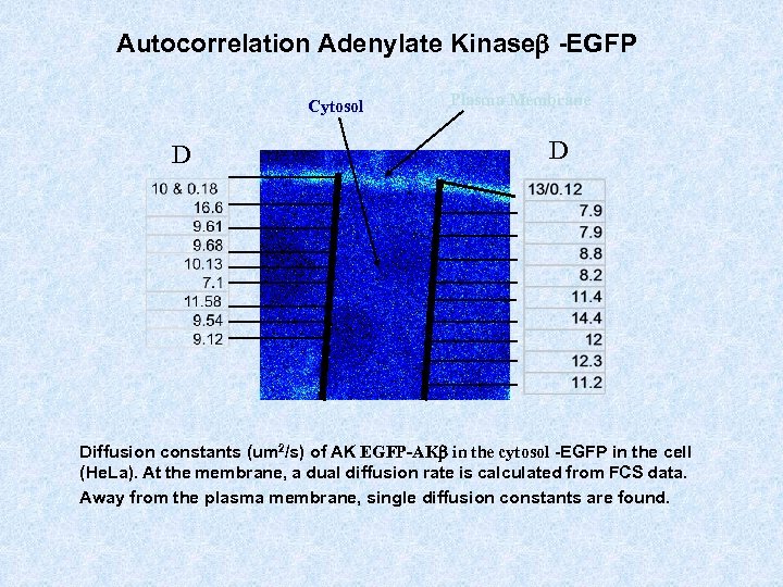 Autocorrelation Adenylate Kinaseb -EGFP Cytosol D Plasma Membrane D Diffusion constants (um 2/s) of