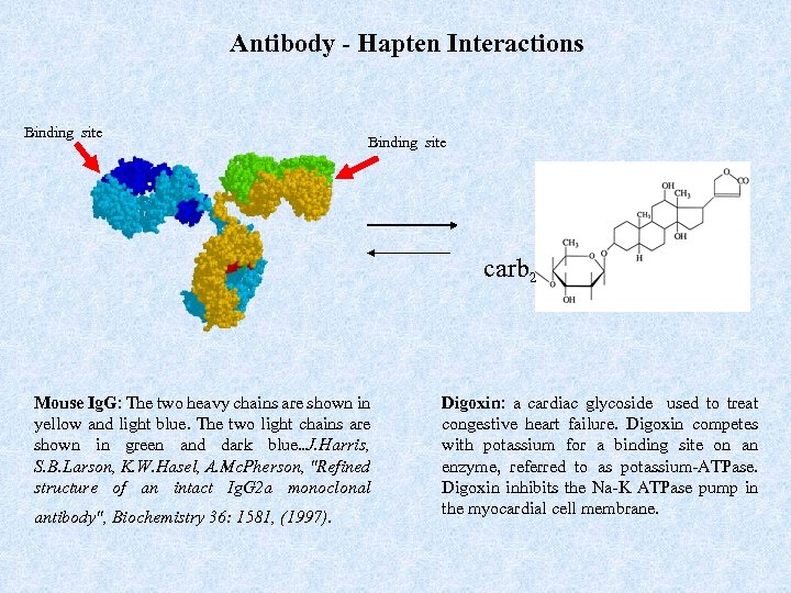 Antibody - Hapten Interactions Binding site carb 2 Mouse Ig. G: The two heavy