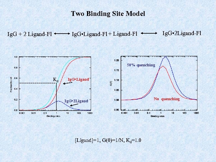 Two Binding Site Model Ig. G • 2 Ligand-Fl Ig. G • Ligand-Fl +