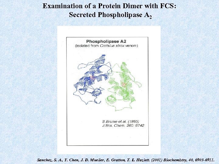 Examination of a Protein Dimer with FCS: Secreted Phospholipase A 2 Sanchez, S. A.