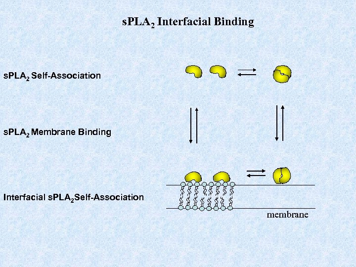 s. PLA 2 Interfacial Binding s. PLA 2 Self-Association s. PLA 2 Membrane Binding