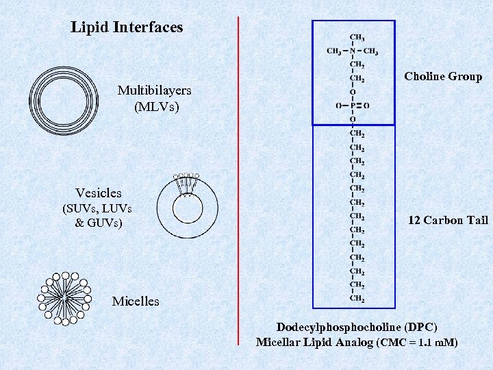 Lipid Interfaces Multibilayers (MLVs) Choline Group Vesicles (SUVs, LUVs & GUVs) 12 Carbon Tail