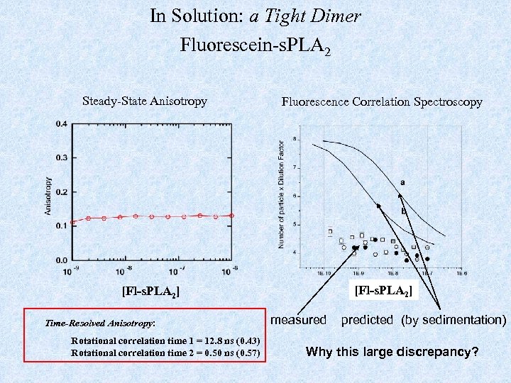 In Solution: a Tight Dimer Fluorescein-s. PLA 2 Steady-State Anisotropy Fluorescence Correlation Spectroscopy [Fl-s.